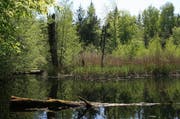 Der grosse Weiher im Chnüsenraindwald. (Bild: PD)