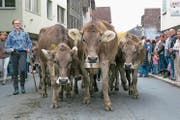 Rund 300 Tiere kamen von der Alp nach Kerns zurück. (Bilder: André A. Niederberger (Kerns, 30. September 2017))