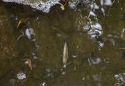 Durch das Leck im Wasserschlauch lief eine unbestimmte Menge Gülle über die Entwässerung in die Ron. (Bild: Luzerner Polizei)