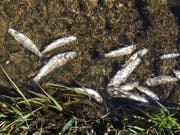 Verendete Fische in der Rot. Wie das Schmutzwasser in den Fluss gelangen konnte, ist derzeit noch unklar. (Bild: PD)