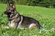 Polizeihund «Xando» bei der Arbeit. (Bild: Luzerner Polizei)