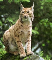 Soll im Kanton Schwyz in eine ähnliche Fotofalle getappt sein wie 2009 im Kanton Obwalden: ein Luchs. (Archivbild Neue Obwaldner Zeitung)