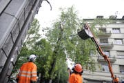Der Sturm fällt diesen Baum in der Stadt Luzern. (Symbolbild Pius Amrein)
