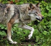 Ein Wolf in Vallorbe im Kanton Waadt: Luzern «erwartet» das Raubtier mit verschiedenen Massnahmen. (Bild: Keystone/Fabrice Coffrini)