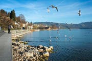 Hier in Unterägeri legt momentan kein Schiff mehr an: Die Bodenfreiheit ist nur noch gering, die grossen Steine sind gefährlich. (Bild Maria Schmid)