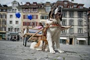 «Barry on Tour» am 29. April auf dem Kornmarkt in Luzern. (Bild: Pius Amrein)