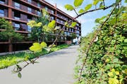 Den Zaun, der sie eigentlich vom Veloweg fernhalten sollte, hat diese Brombeerstaude längst überwunden. (Bild Stefan Kaiser)