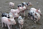 Elf der 13 kleinen «Royal Säuli» posieren für die Kamera. (Bild: Natur- und Tierpark Goldau)