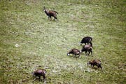 Ein Rudel Gämsen im Melchtal. Sie finden in diesem Winter ausreichend Futter. (Bild Romano Cuonz)