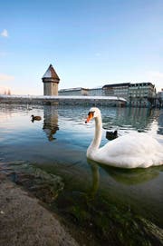 Die Aussenwahrnehmung Luzerns ist stark vom Tourismus geprägt. Hier die Kapellbrücke mit Wasserturm. (Archivbild Manuela Jans)