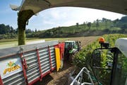 Die Maisernte ist in vollem Gang. Hier ist ein Maisfeld auf dem Hof von David Steffen in Ufhusen zu sehen. (Bild: Dominik Wunderli)