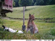 Dieser junge Luchs tappte am vergangenen Dienstag im Baselbiet in die Fotofalle, als er zum Fressen zu seiner Beute zurückkehrte. (Bild: PD/Kanton Basel-Landschaft)