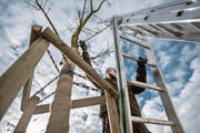 Gärtnerlehrling Marco Gander beim Schneiden eines Baums. Gibt es Frost, kann das zu Ernteausfällen führen. (Bild: Pius Amrein (Neuenkirch, 31. Januar 2018))