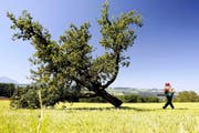 Im Kanton Luzern mussten im letzten Jahr wegen des Feuerbrands 400 Hochstammbäume (im Bild ein Apfelbaum) gefällt werden. (Archivbild Keystone/Urs Flüeler)