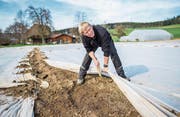Fritz Neuenschwander prüft, ob seine Sonnenblumen spriessen. (Bild: Roger Grütter (Rickenbach, 23. März 2017))