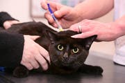 Die angeschossene Katze musste vom Tierarzt eingeschläfert werden. (Symbolbild Nadia Schärli / Neue LZ)