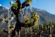 Auf den frostig kalten Morgen folgt ein warmer und sonnenreicher Tag. (Bild: Keystone/Jean-Christophe Bott)