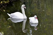 Heute mögen sie sich: Der Höckerschwan (links) auf einem Weiher zusammen mit dem Coscorobaschwan. (Bild: PD)
