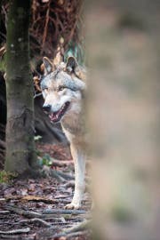 Der Wolf: fehlende Akzeptanz und Unwissen. (Bild: Benjamin Manser)