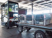 Auf dem Weg zum Frachtraum: Katzen in Transportboxen am Flughafen Zürich. (Bild: Dominic Steinmann/Keystone (6. August 2015))