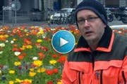Fritz Bächle von der Stadtgärtnerei erläutert das Blühen des Isländischen Mohns. (Bild: Screenshot Tele 1)