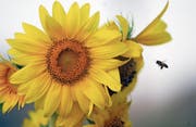 Dieses Jahr hatten die Bienen gute Voraussetzungen, um eifrig Honig zu produzieren. (Symbolbild: Keystone/Mohammad Abu Ghosh)