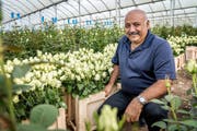 Igal Elfezouaty züchtet in seiner «Panda-Farm» Fairtrade-Rosen. (Bild: REMO NAEGELI)