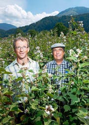 Mitten in einem Eibisch-Feld: Aktuar Anton Moser (mit Mütze) und Peter Stadelmann, Präsident der Kräutergenossenschaft Schüpfheim. (Bild: Dominik Wunderli / Neue LZ)
