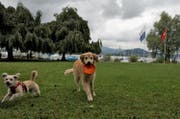Die Hunde Simba und Lotte spielen beim Churchill-Quai. (Bild: Nadia Schärli (Luzern, 23. Juli 2015))