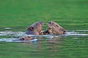 Da Wildtiere wie der Biber im Kanton Luzern wieder vermehrt vorkommen, braucht es ein neues Jagdgesetz. (Bild: Getty)