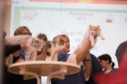 Besitzerinnen präsentieren ihre Katze auf dem Tisch. (Bild: Roger Grütter (Rothenburg, 17. Dezember 2017))