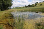 Die Stiftung unterstützte Projekte wie die Anlegung dieses Weihers in Willisau. (Bild: pd)