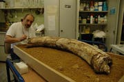 René Heim präpariert mit 60'000 Jahren ältesten Mammutzahn der Schweiz aus Luthern. (Bild pd)