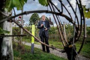 Der «J» Muscat ist der Stolz von Beat Felder vom Weingut Mariazell bei Sursee. Die weisse Assemblage ist national in der Spitzengruppe. Bild: Boris Bürgisser (18. Oktober 2016) (Bild Boris Bürgisser/LZ)