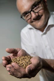 Urs Fanger von der Entomos in Grossdietwil zeigt die selber gezüchteten Mehlwürmer. Sie könnten dereinst unseren Speiseplan ergänzen. (Bild Pius Amrein)