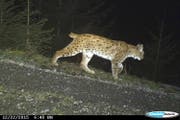 Ein Luchs tappt in die Fotofalle. (Bild: PD)
