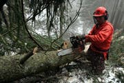 Ein Baum wird mit der Motorsäge entastet. (Archivbild Werner Schelbert/Neue ZZ)