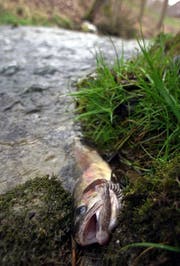 Verendeter Fisch. (Bild: Archiv Neue LZ)