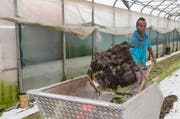 Flüchtling Abdil Iatah Mohamed bei der Arbeit in der Landwirtschaft auf dem Hofgut von Eschbach in Fluellinsdorf im Kanton Basel-Land. (Bild: Keystone / Patrick Staub)
