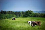 Wo liegt die schönste Wildheufläche? (Bild: Archiv Neue LZ)