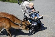 Erwischt: Hirschdamen beim Naschen. (Bild: PD)
