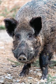 Wildschweine in der Schweiz sind bisher noch nicht von der Schweinepest befallen worden. (Bild: Keystone)