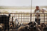 Das 12-jährige syrische Flüchtlingsmädchen Nare kümmert sich ausserhalb des Zeltes mit ihrer Familie in Mafraq um Schafe. (Bild Aleksandra Mladenovic)