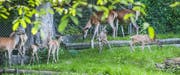 Vier der insgesamt acht Jungtiere erkunden gemeinsam mit ihren älteren Artgenossen den Hirschpark Luzern. (Bild Boris Bürgisser)