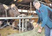 Werner Keiser füttert gerade die Kühe Fara (vorne) von Martin Camenzind vom Zugerberg – und Arosa, die Pius Enz aus Neuägeri gehört. (Bild: Alina Rütti)