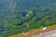 Der Kontakt des Bugwulsts mit dem Ufer hinterliess nur geringe Spuren. Helle Stellen im Wasser zeigen, dass Steine zu Bruch gingen. (Bild: Andreas Faessler (Zug, 17. September 2017))
