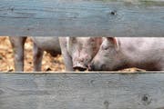 420000 Hausschweine leben im Kanton Luzern. Ein Ausbruch der Schweinepest wäre fatal – infizierte Bestände werden gekeult. (Bild: Urs Flüeler/Keystone (Ballenberg, 7. Juli 2014))