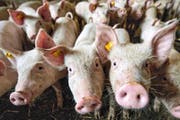 Mit fast 33 000 Schweinen hält Ruswil den Rekord der meisten Schweine in Luzern – auch dank dieser Ferkel in der Pfaffischwand. (Bild Pius Amrein)