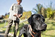 Wer sichergehen will, dass sein Hund nichts Giftiges frisst, sollte ihn einfach anleinen, raten Experten.Bild: Corinne Glanzmann (24. Oktober 2016)