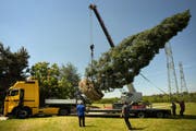 17 Tonnen in der Luft: Der Riesenmammutbaum wird für seine letzte Reise vorbereitet. (Bild: Pius Amrein/Neue LZ)